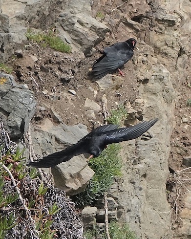 chough